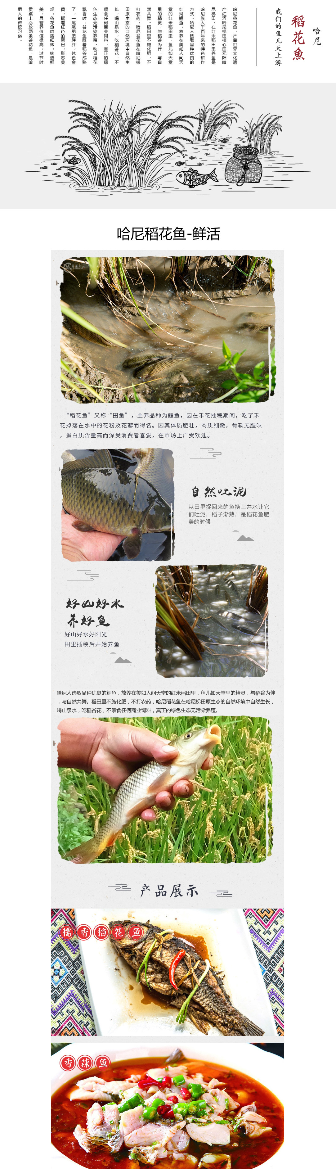 元陽哈尼梯田 稻花魚