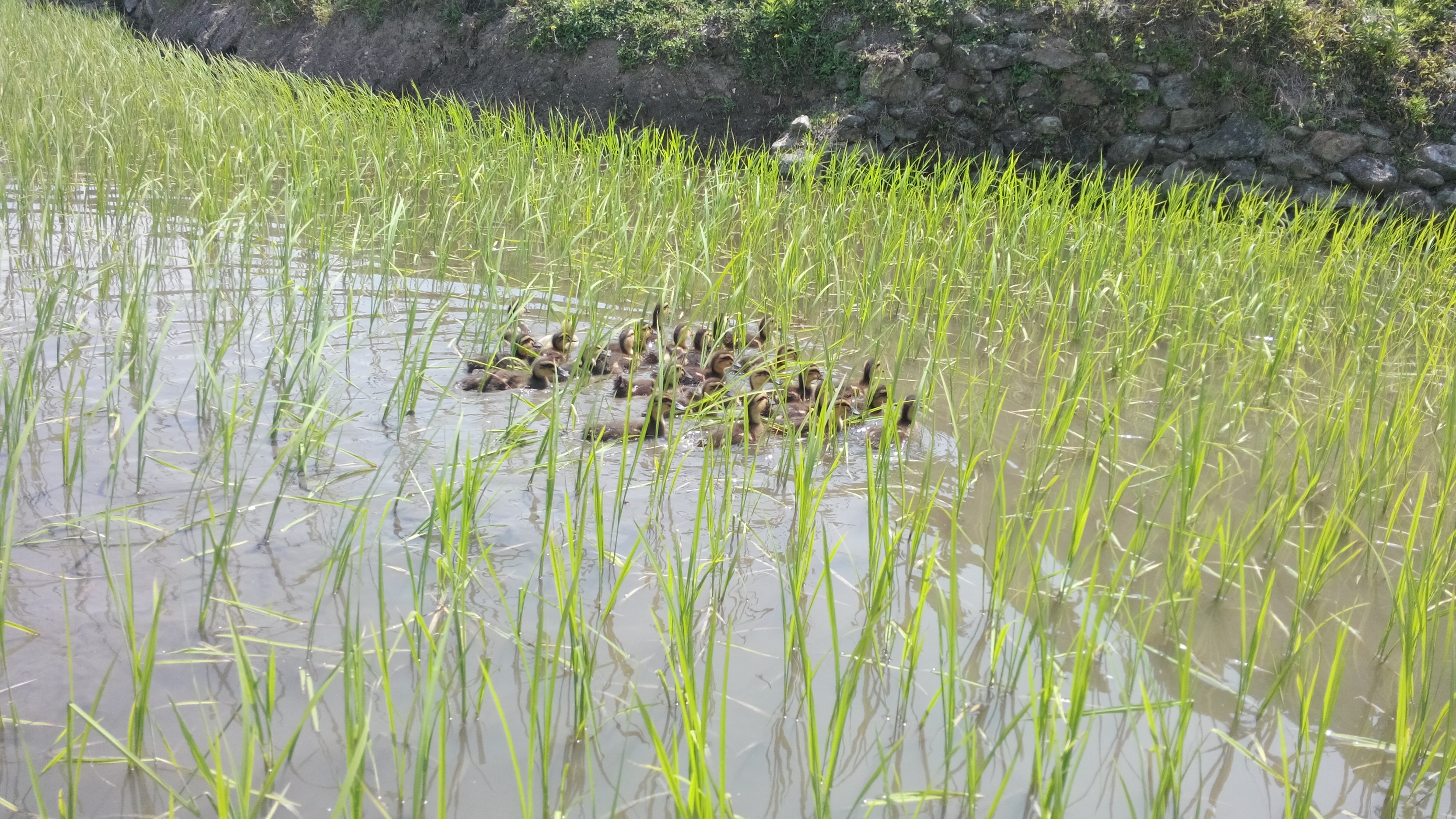 洪正華率州委調(diào)研組到元陽(yáng)縣調(diào)研稻漁鴨綜合種養(yǎng)情況！